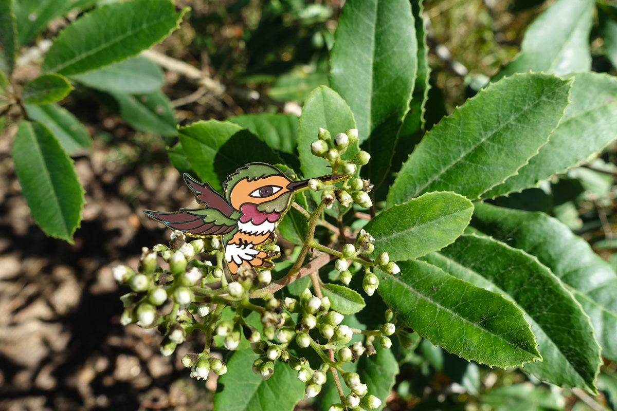 Observation - Allen's Hummingbird - Pin