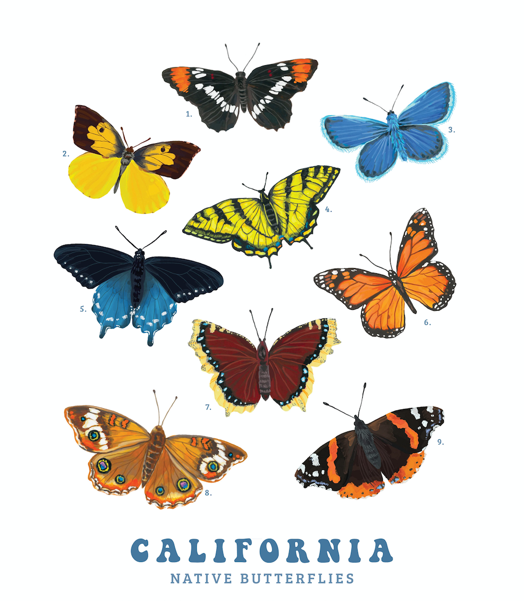 Brenna Daugherty Illustration - California Native Butterflies Card