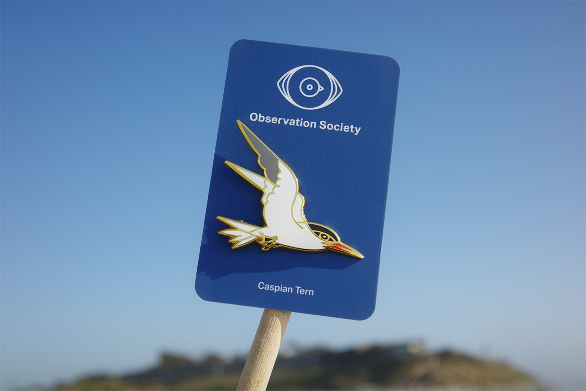 Observation-Caspian Tern-Pin