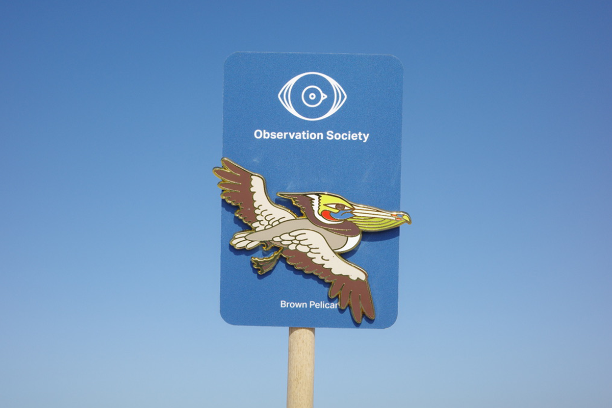 Observation-Brown Pelican-Pin