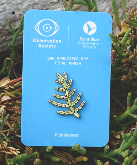 Observation - Pickleweed - Pin