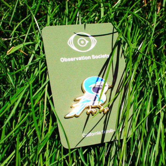 Observation - California Scrub-Jay - Pin