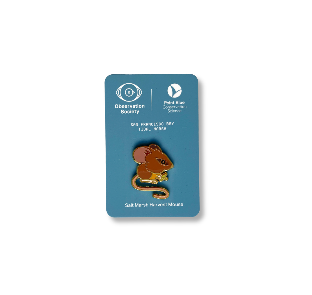 Observation - Salt Marsh Harvest Mouse - Pin