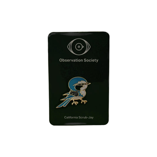 Observation - California Scrub-Jay - Pin