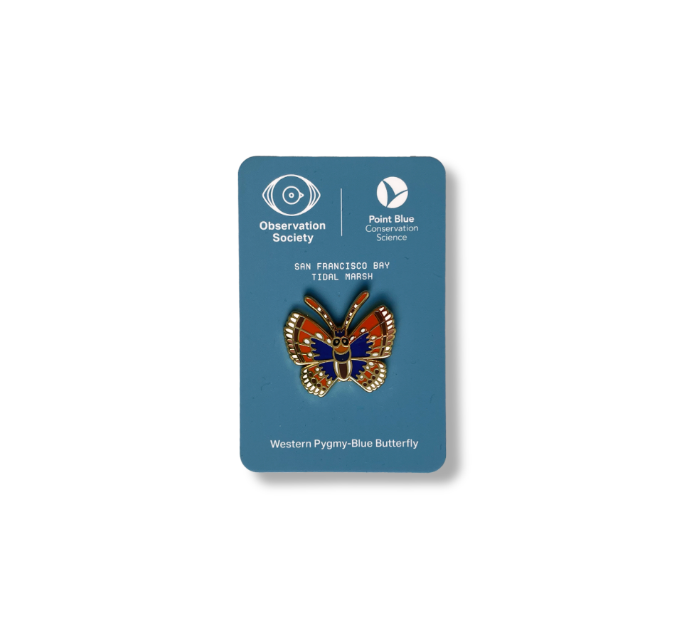 Observation -Western Pygmy-Blue Butterfly - Pin