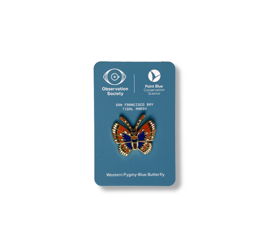 Observation -Western Pygmy-Blue Butterfly  - Pin