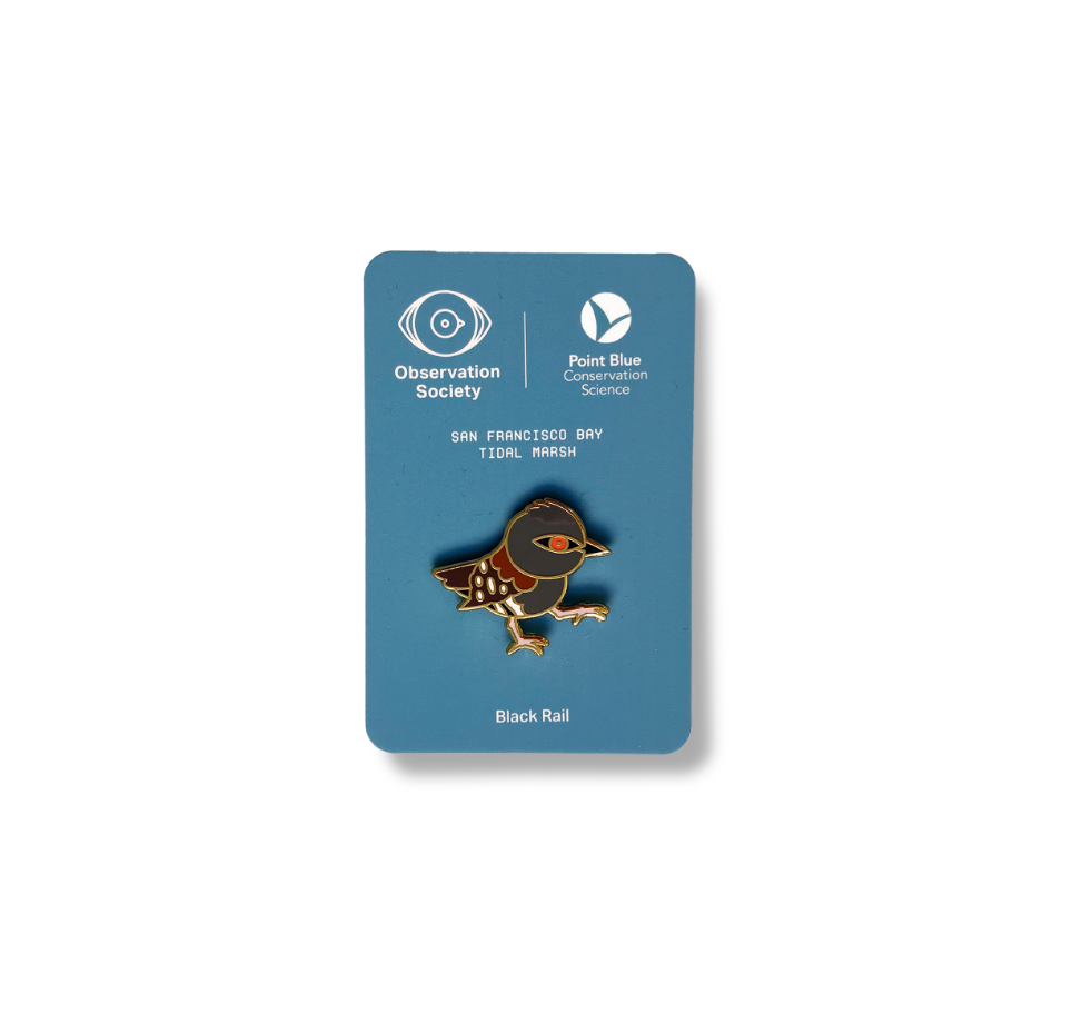 Observation - Black Rail -Bird Pin