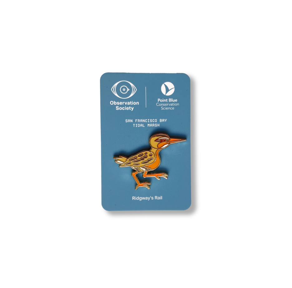 Observation - Ridgway's Rail - Bird Pin