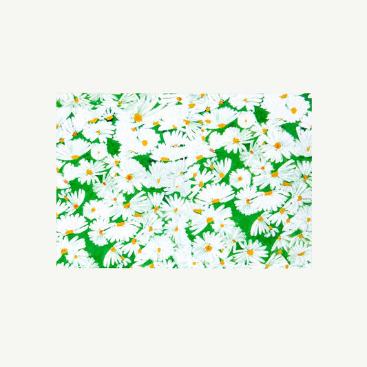 Mr. Boddington's Studio - Daisy Notecard Set