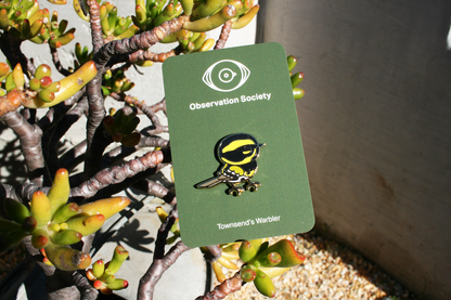 Observation Society - Townsend’s Warbler - Pin