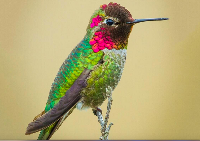 Observation - Anna's Hummingbird - Pin