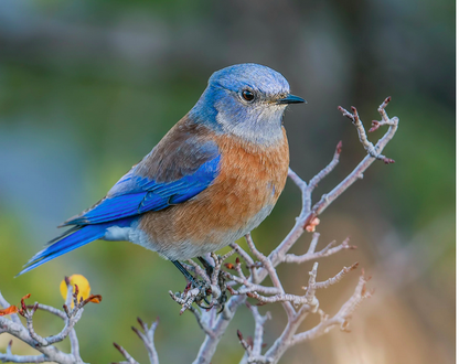 Observation - Western Bluebird - Pin