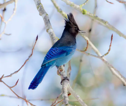 Observation - Steller's Jay - Pin