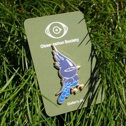 Observation - Steller's Jay - Pin