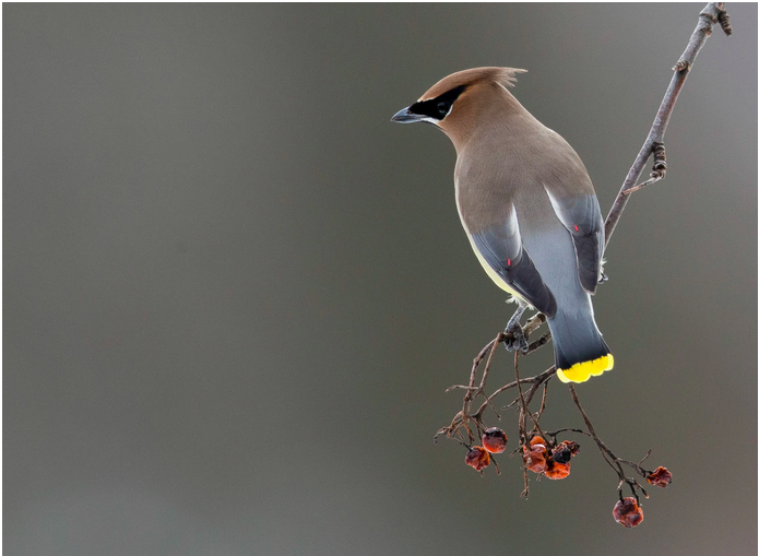 Observation - Cedar Waxwing - Pin