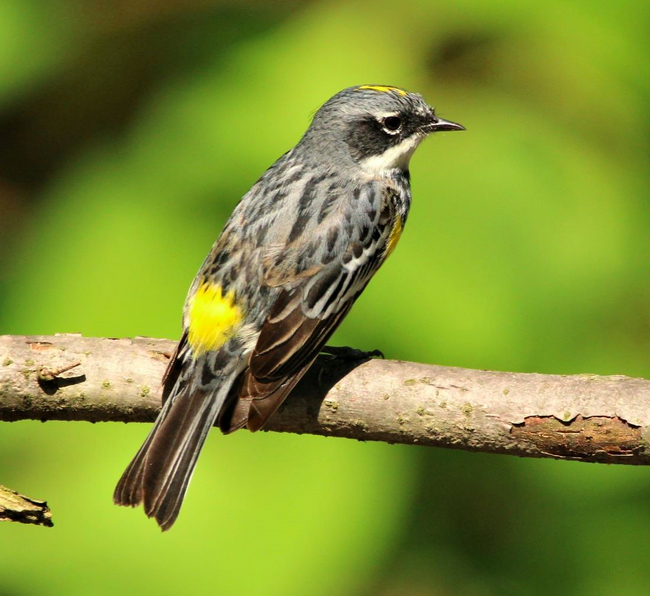 Observation - Yellow-rumped Warbler - Pin