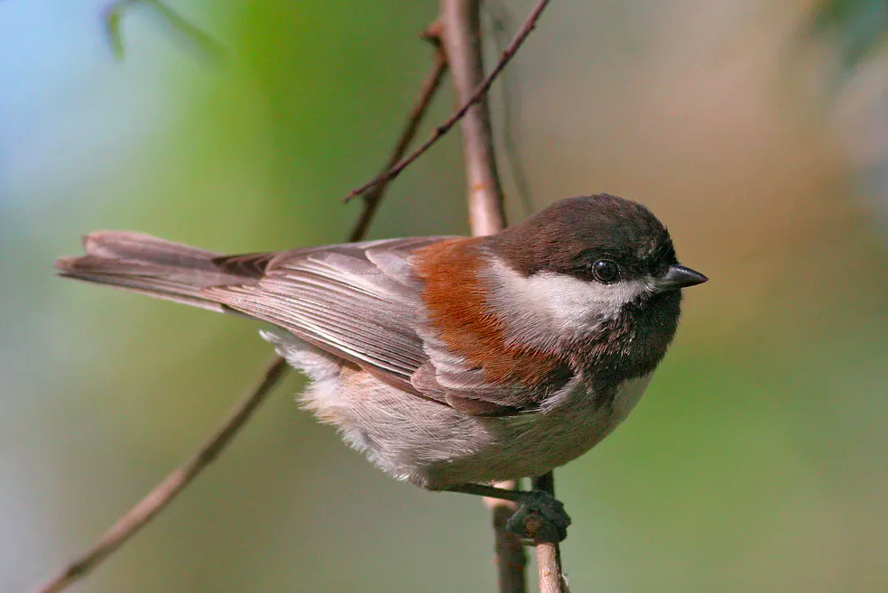 Observation - Chestnut-backed Chickadee - Pin