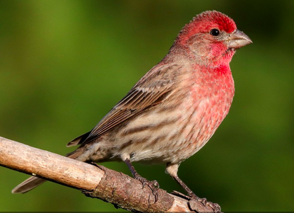 Observation - House Finch - Pin